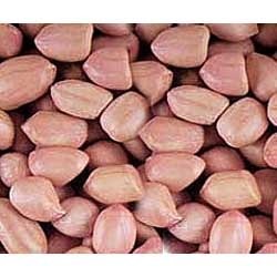 Groundnut Seed